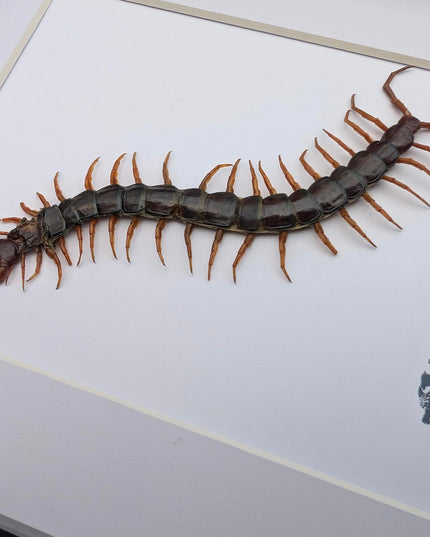 Insectrum Framed Scolopendra Morsitans Taxidermy Display, Indonesian Red-Headed Centipede, 20.3 x 25.4 cm Nature Art