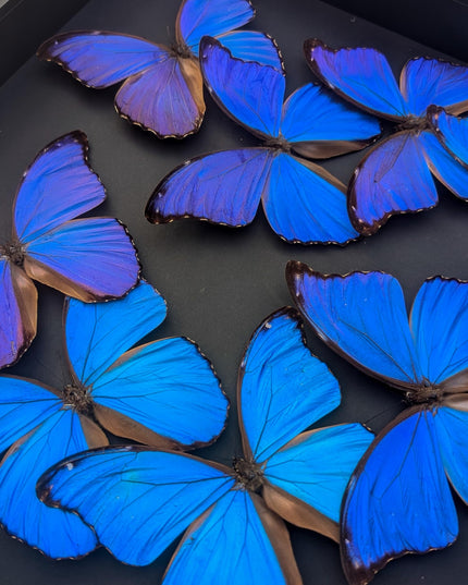 Insectrum Giant Blue Morpho Butterfly Frame, 40.6 x 40.6 cm, 9 Real Iridescent Specimens, Black Background