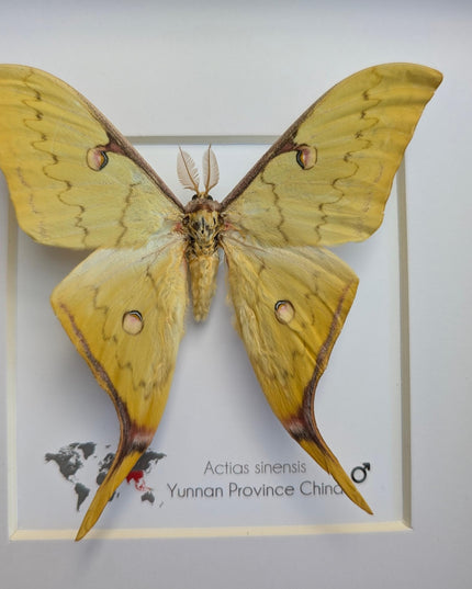 Insectrum Framed Actias Sinensis Golden Moon Moth, Real Taxidermy Specimen from Yunnan China, 20x20 cm Wall Decor
