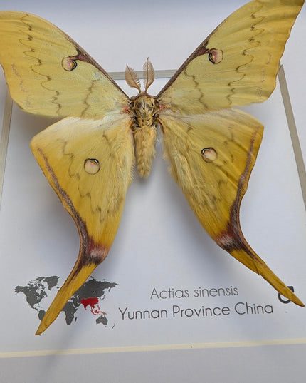 Insectrum Framed Actias Sinensis Golden Moon Moth, Real Taxidermy Specimen from Yunnan China, 20x20 cm Wall Decor