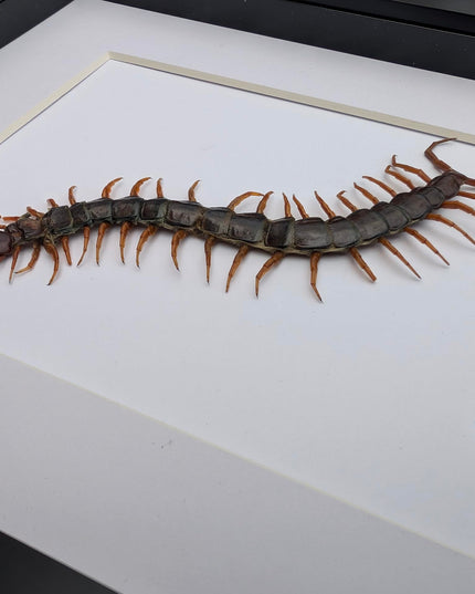 Insectrum Framed Scolopendra Morsitans Taxidermy Display, Indonesian Red-Headed Centipede, 20.3 x 25.4 cm Nature Art