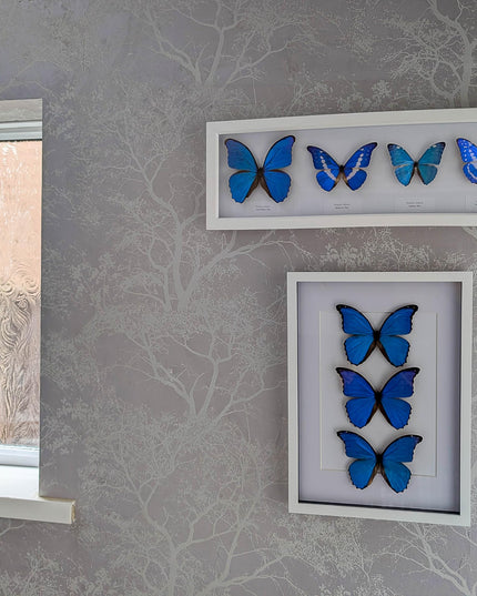 Insectrum Framed Morpho Didius Butterfly Display, A3 Size, Triple Blue Giant Iridescent Specimens, Professional Taxidermy