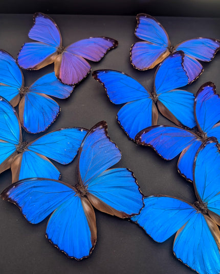 Insectrum Giant Blue Morpho Butterfly Frame, 40.6 x 40.6 cm, 9 Real Iridescent Specimens, Black Background