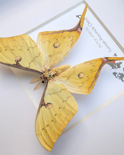 Insectrum Framed Actias Sinensis Golden Moon Moth, Real Taxidermy Specimen from Yunnan China, 20x20 cm Wall Decor