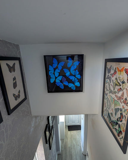 Insectrum Giant Blue Morpho Butterfly Frame, 40.6 x 40.6 cm, 9 Real Iridescent Specimens, Black Background