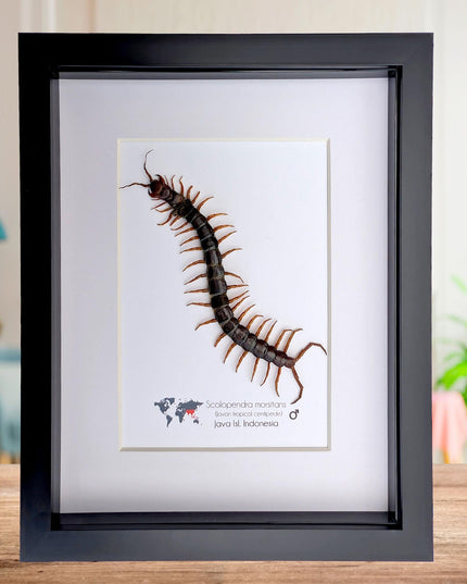 Insectrum Framed Scolopendra Morsitans Taxidermy Display, Indonesian Red-Headed Centipede, 20.3 x 25.4 cm Nature Art