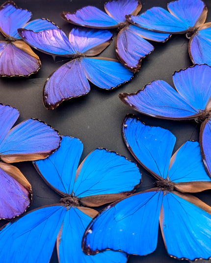 Insectrum Giant Blue Morpho Butterfly Frame, 40.6 x 40.6 cm, 9 Real Iridescent Specimens, Black Background