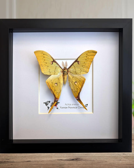 Insectrum Framed Actias Sinensis Golden Moon Moth, Real Taxidermy Specimen from Yunnan China, 20x20 cm Wall Decor