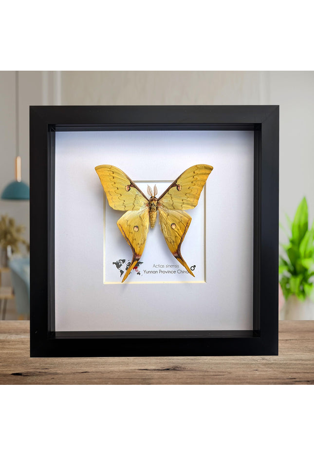 Insectrum Framed Actias Sinensis Golden Moon Moth, Real Taxidermy Specimen from Yunnan China, 20x20 cm Wall Decor