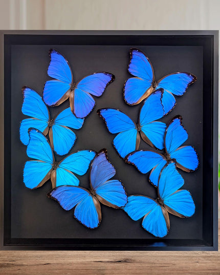 Insectrum Giant Blue Morpho Butterfly Frame, 40.6 x 40.6 cm, 9 Real Iridescent Specimens, Black Background