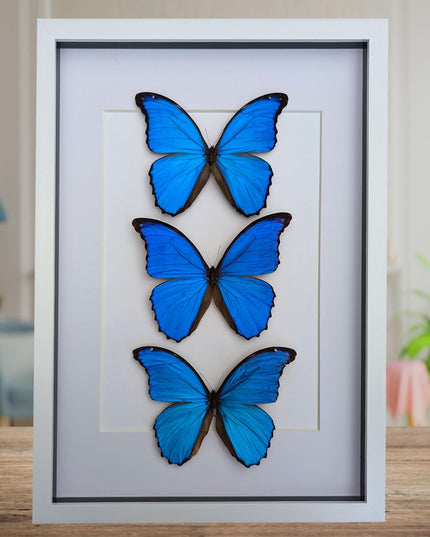 Insectrum Framed Morpho Didius Butterfly Display, A3 Size, Triple Blue Giant Iridescent Specimens, Professional Taxidermy