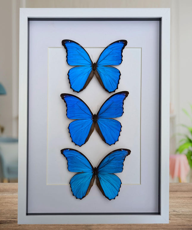 Insectrum Framed Morpho Didius Butterfly Display, A3 Size, Triple Blue Giant Iridescent Specimens, Professional Taxidermy