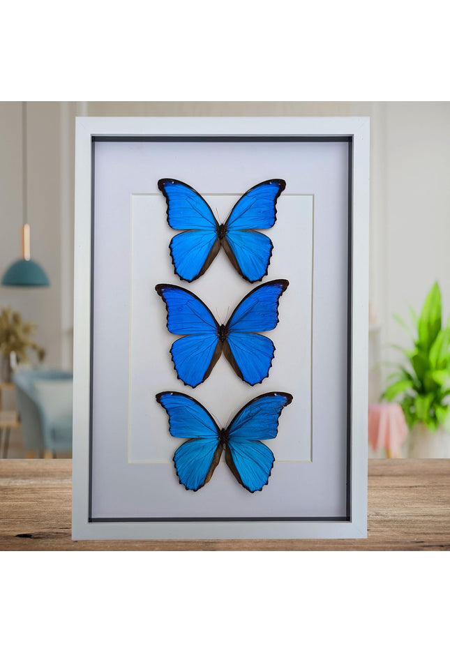 Insectrum Framed Morpho Didius Butterfly Display, A3 Size, Triple Blue Giant Iridescent Specimens, Professional Taxidermy