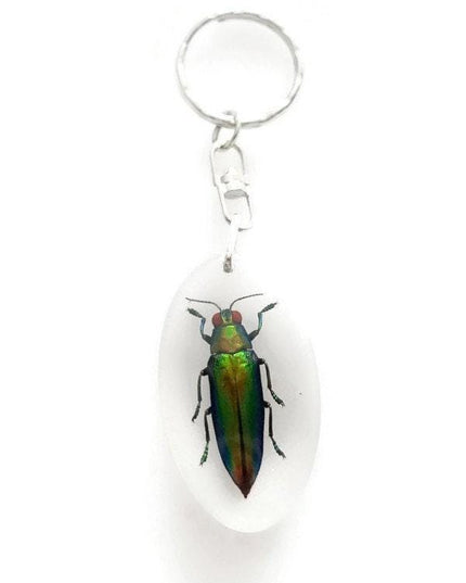 Jewel Beetle Resin Keychain, Chrysochroa Aurora, Taxidermy Bug