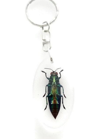 Jewel Beetle Resin Keychain, Chrysochroa Aurora, Taxidermy Bug