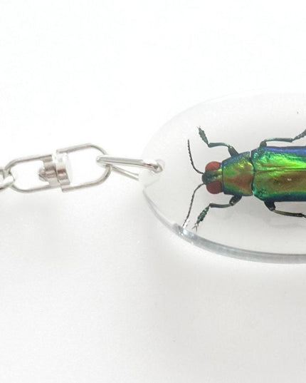 Jewel Beetle Resin Keychain, Chrysochroa Aurora, Taxidermy Bug