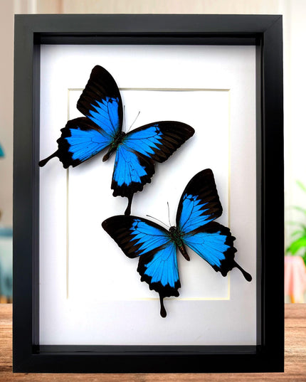 Framed Ulysses Swallowtail Set, Blue Mountain Butterfly, Entomology Gift