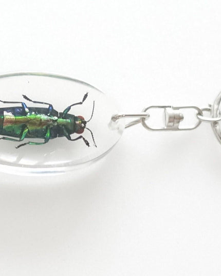 Jewel Beetle Resin Keychain, Chrysochroa Aurora, Taxidermy Bug
