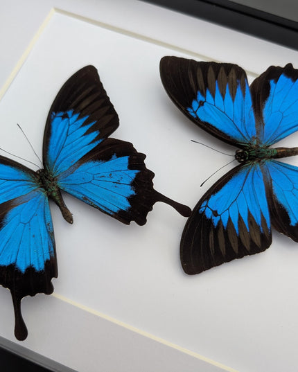 Framed Ulysses Swallowtail Set, Blue Mountain Butterfly, Entomology Gift