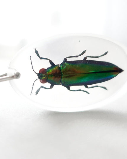 Jewel Beetle Resin Keychain, Chrysochroa Aurora, Taxidermy Bug