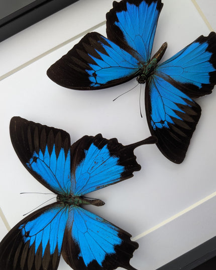 Framed Ulysses Swallowtail Set, Blue Mountain Butterfly, Entomology Gift