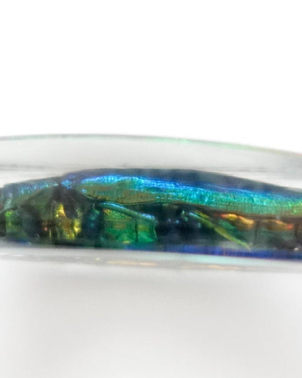 Jewel Beetle Resin Keychain, Chrysochroa Aurora, Taxidermy Bug