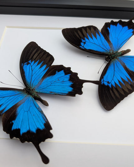 Framed Ulysses Swallowtail Set, Blue Mountain Butterfly, Entomology Gift