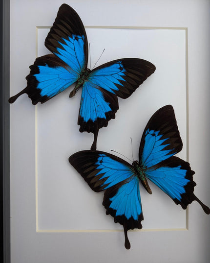 Framed Ulysses Swallowtail Set, Blue Mountain Butterfly, Entomology Gift
