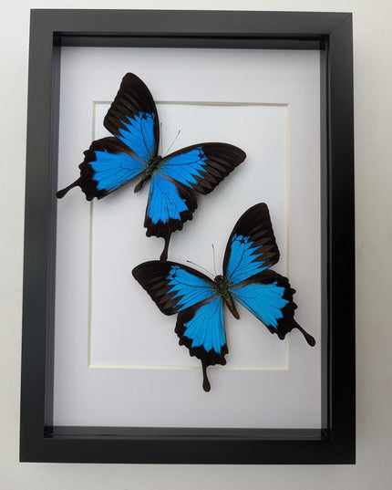 Framed Ulysses Swallowtail Set, Blue Mountain Butterfly, Entomology Gift