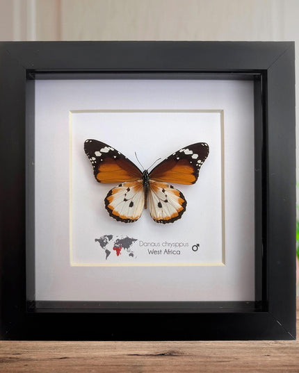 Framed African Monarch Butterfly, Taxidermy Entomology Display (6x6)
