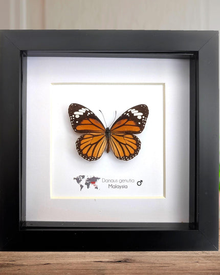 Framed Common Tiger Butterfly Taxidermy, Entomology Wall Art (6x6)