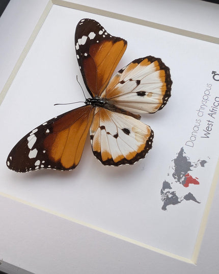 Framed African Monarch Butterfly, Taxidermy Entomology Display (6x6)