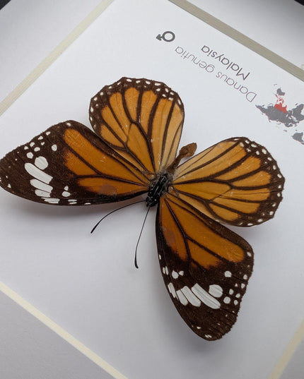 Framed Common Tiger Butterfly Taxidermy, Entomology Wall Art (6x6)