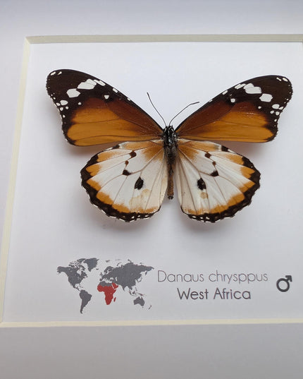 Framed African Monarch Butterfly, Taxidermy Entomology Display (6x6)