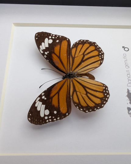 Framed Common Tiger Butterfly Taxidermy, Entomology Wall Art (6x6)