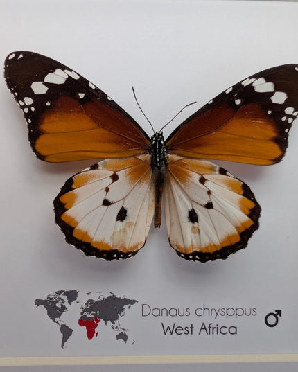 Framed African Monarch Butterfly, Taxidermy Entomology Display (6x6)