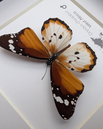Framed African Monarch Butterfly, Taxidermy Entomology Display (6x6)
