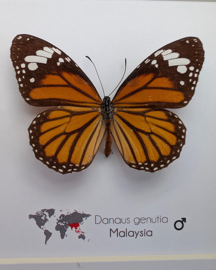 Framed Common Tiger Butterfly Taxidermy, Entomology Wall Art (6x6)