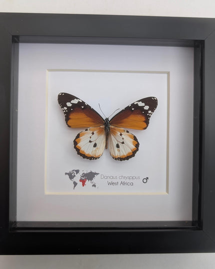 Framed African Monarch Butterfly, Taxidermy Entomology Display (6x6)