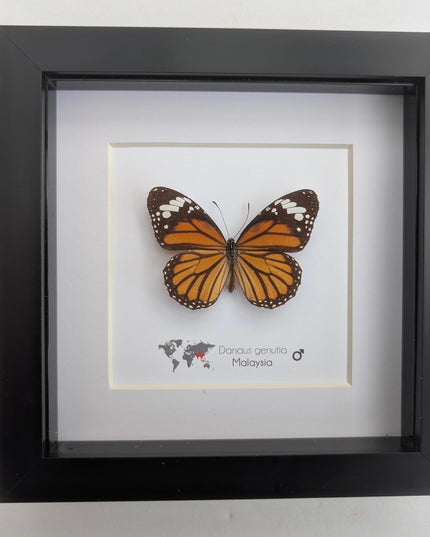 Framed Common Tiger Butterfly Taxidermy, Entomology Wall Art (6x6)
