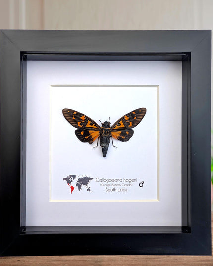 Framed Hagen's Cicada, Entomology Taxidermy Gift, Nature Wall Art
