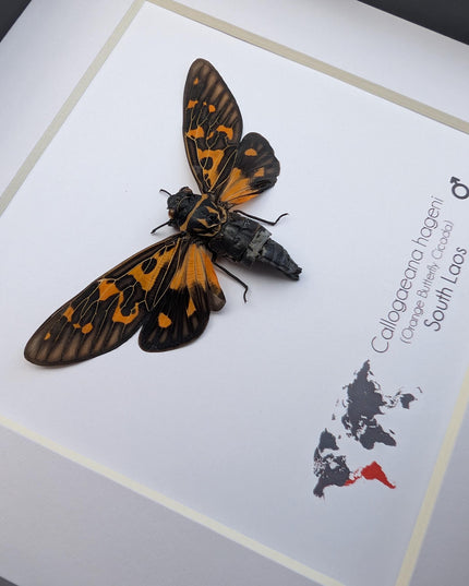 Framed Hagen's Cicada, Entomology Taxidermy Gift, Nature Wall Art
