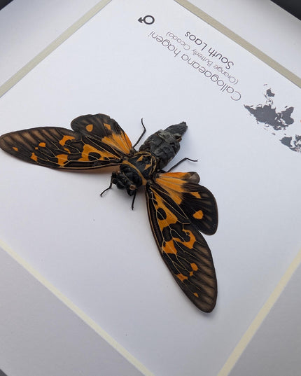 Framed Hagen's Cicada, Entomology Taxidermy Gift, Nature Wall Art