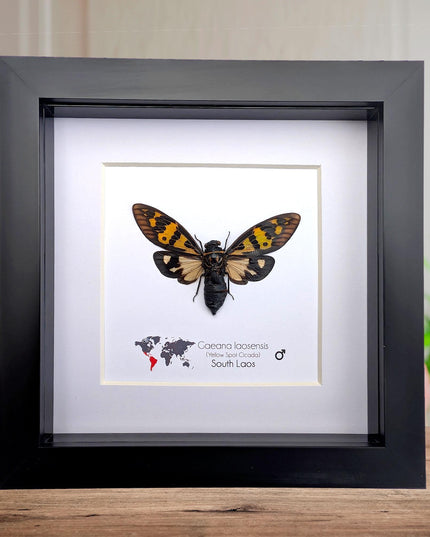 Framed Yellow Spot Cicada, Gaeana laosensis Entomology Wall Art (6x6)