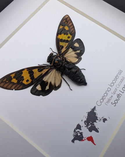 Framed Yellow Spot Cicada, Gaeana laosensis Entomology Wall Art (6x6)