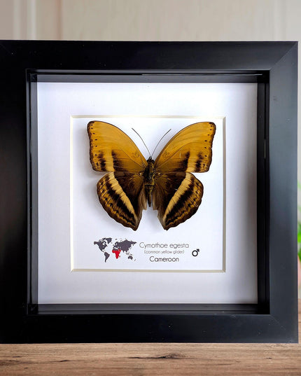 Framed Cymothoe Egesta Butterfly, African Glider Taxidermy, Entomology Gift, 6x6