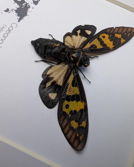 Framed Yellow Spot Cicada, Gaeana laosensis Entomology Wall Art (6x6)