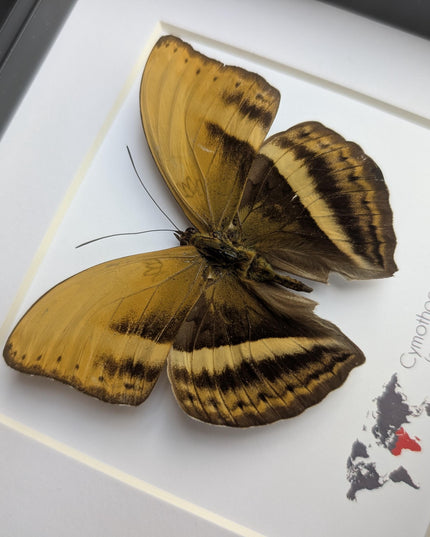 Framed Cymothoe Egesta Butterfly, African Glider Taxidermy, Entomology Gift, 6x6