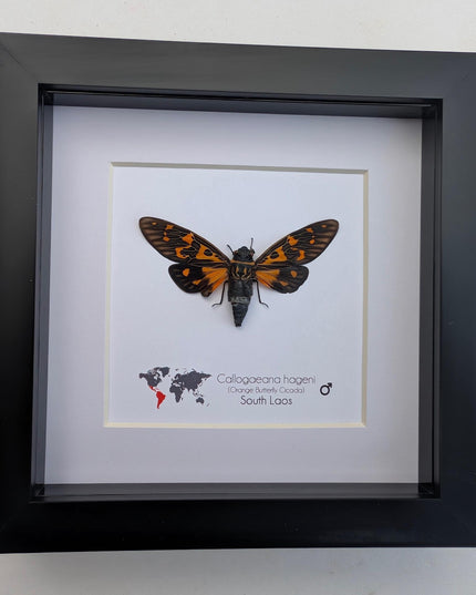 Framed Hagen's Cicada, Entomology Taxidermy Gift, Nature Wall Art
