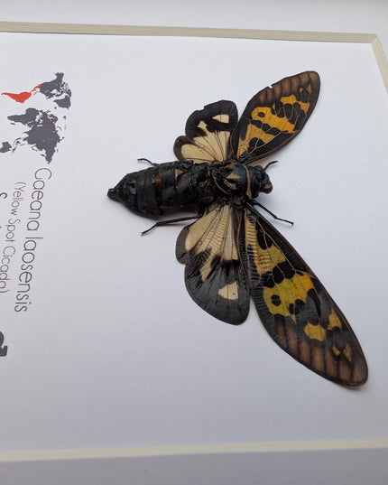 Framed Yellow Spot Cicada, Gaeana laosensis Entomology Wall Art (6x6)
